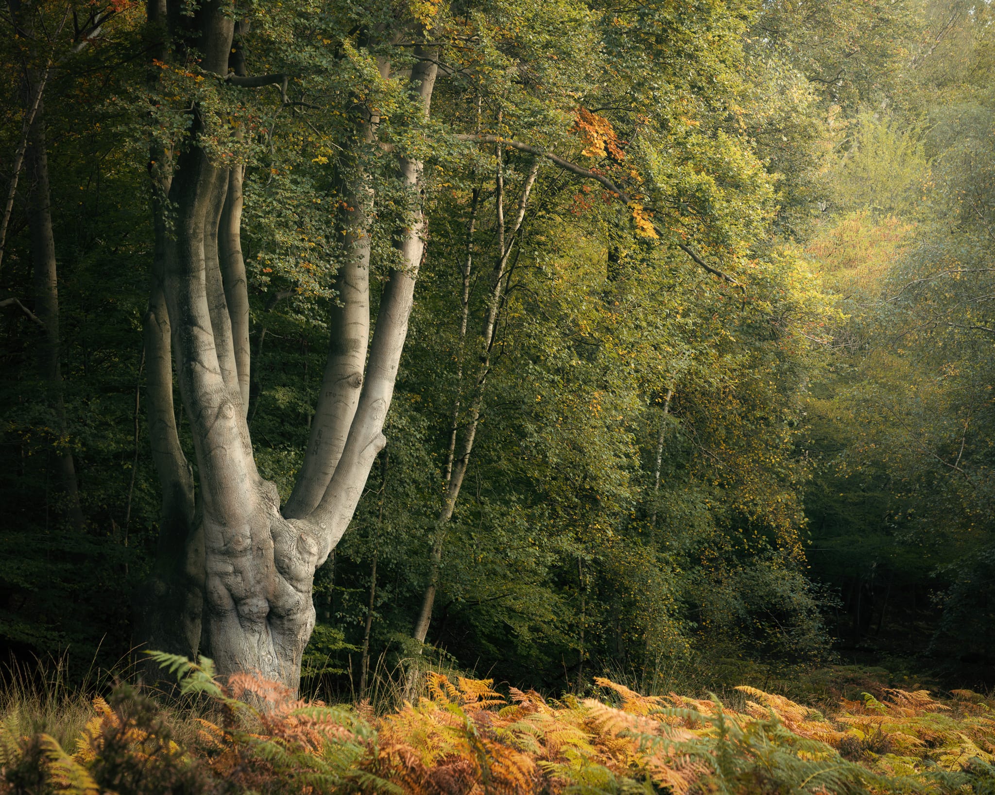 _TSM1772-Enhanced-Edit A large, thick-trunked tree with smooth grey bark stands in a lush forest—a scene that highlights the challenges of woodland photography. Its broad branches rise above dense green foliage, while ferns in yellow and orange hues carpet the softly sunlit forest floor.