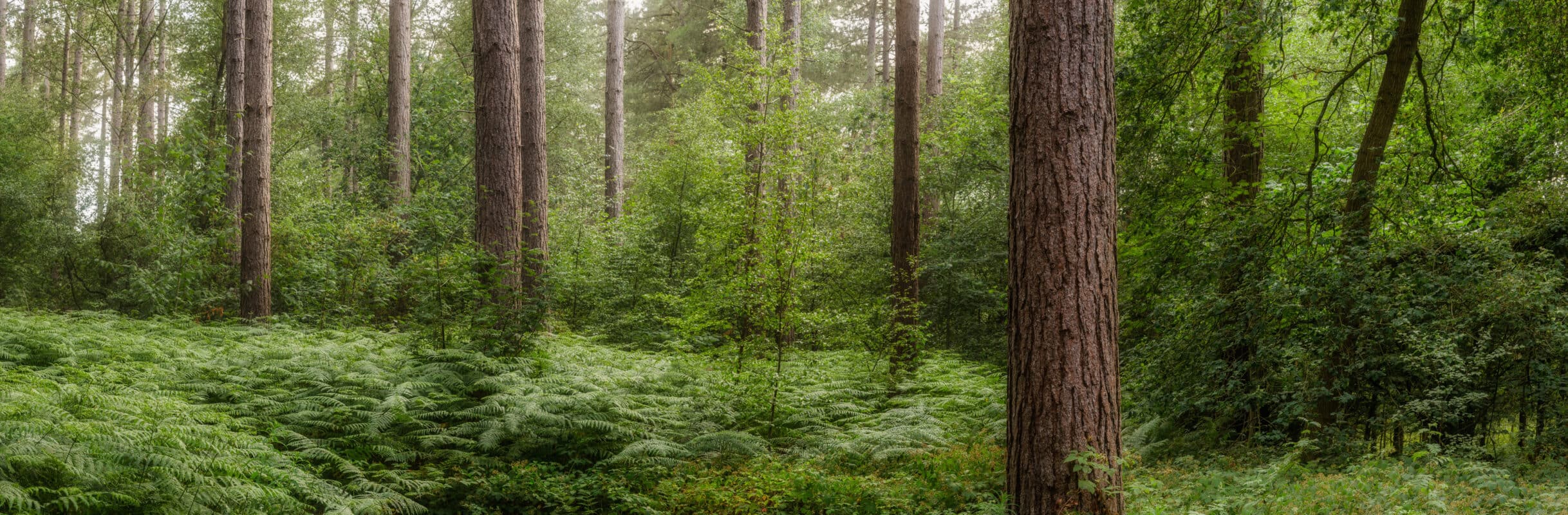 Sherwood_SMA9695-Pano-Edit A lush, dense forest with tall, straight tree trunks, vibrant green ferns carpeting the ground, and thick green foliage. Sunlight filters gently through the trees, creating a serene, peaceful, and natural woodland atmosphere.