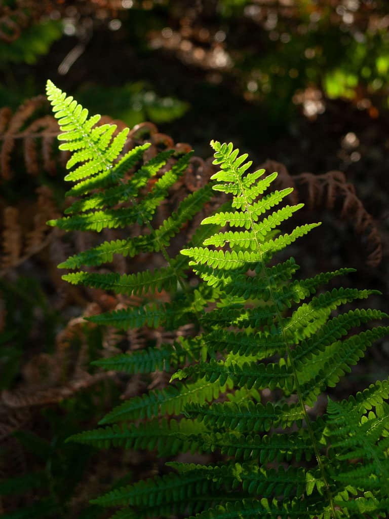 A close-up of vibrant green fern fronds lit by sunlight, casting intricate shadows. The background showcases blurred, darker ferns, creating a contrast. The detailed texture of the leaves is highlighted, displaying natural patterns and a lush, verdant setting.