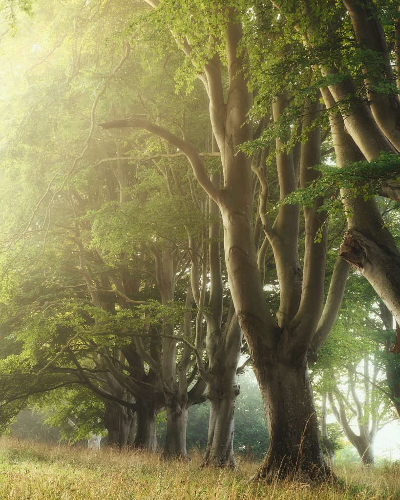 A row of tall, broad-trunked trees with lush green foliage stands in a misty forest setting, where wildflowers peek through the tall grasses. Sunlight filters through the leaves, creating a soft, golden glow. The scene conveys a serene and peaceful atmosphere ideal for forest photography.