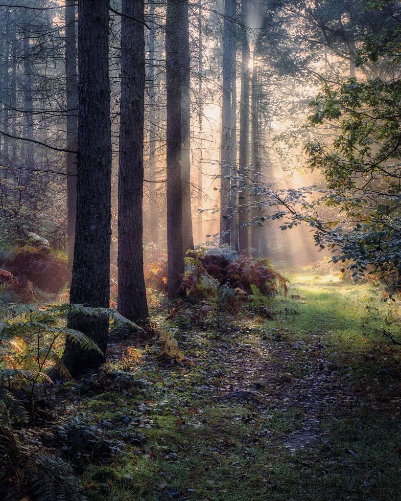Sunlight filters through tall pine trees in a verdant woodland, casting soft beams onto a grassy path. The forest floor, speckled with ferns and wildflowers, creates a serene and enchanting atmosphere. The interplay of light and shadows enhances the tranquil beauty of the natural scene.