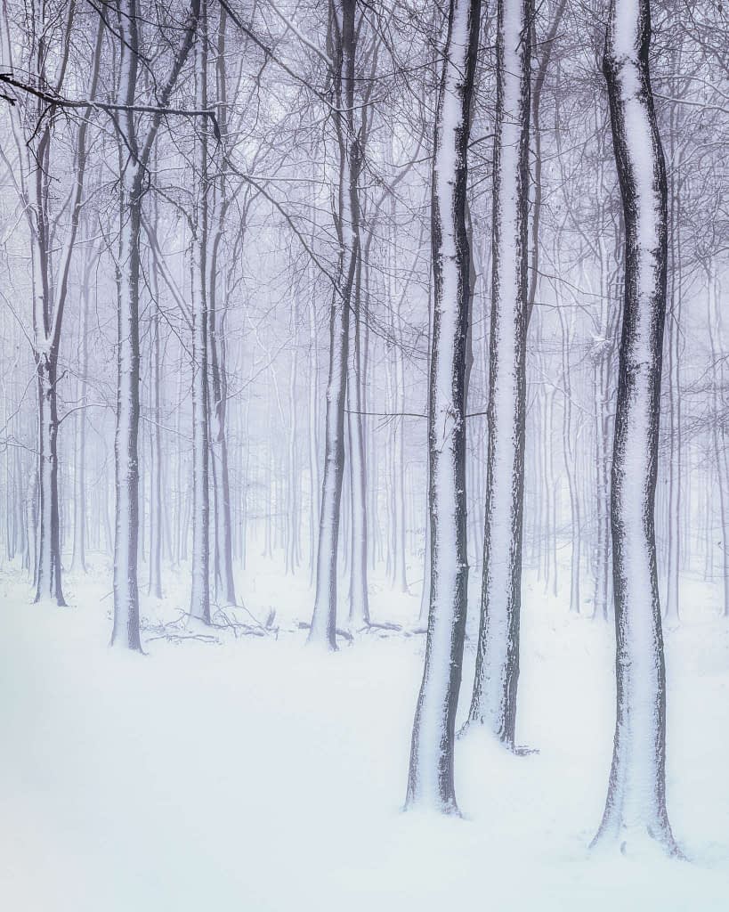 A serene winter woodland scene with tall, slender trees coated in snow. The ground is covered in a thick, undisturbed layer of white snow, and delicate fungi peep from beneath. The background is softly blurred by a light mist, creating a tranquil and quiet atmosphere as the trees stretch high.