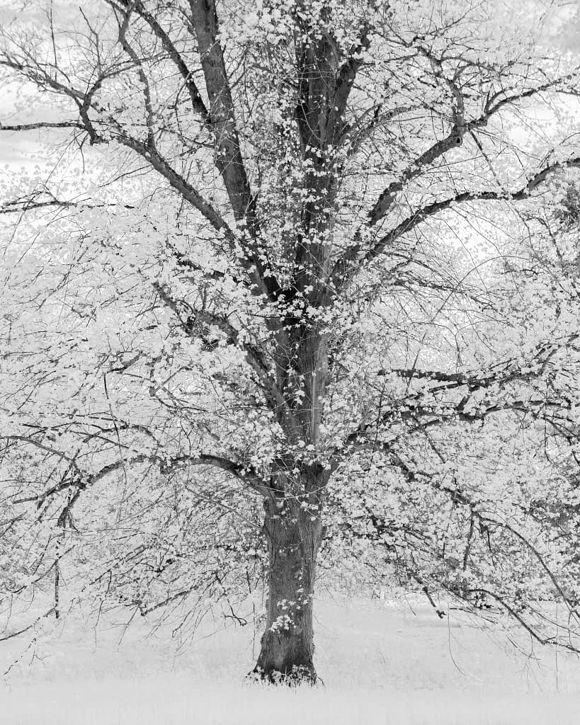 A black and white image depicts a large tree in full bloom, with dense clusters of blossoms adorning its branches. The tree stands in a grassy area, surrounded by a blurred background, creating a serene and tranquil atmosphere. The detailed texture of the bark and branches is apparent.