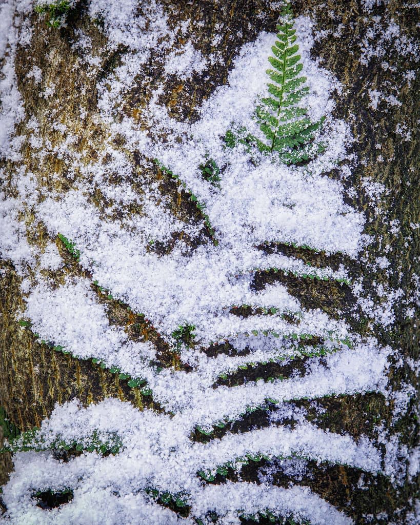 A close-up of a tree trunk partially covered in snow reveals a single green fern frond emerging, contrasting with the textured brown bark. This striking example of fern photography captures winter's chill and nature's resilience, showcasing the vibrant green amid stark surroundings.