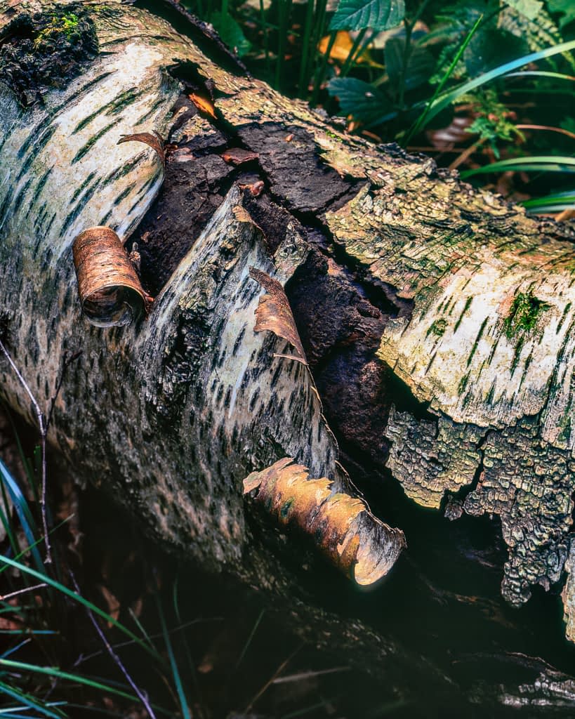A close-up of a fallen birch log reveals peeling bark, coarse dark fissures, and curling strips of papery bark. For summer woodland photography, observe how the harsh light accentuates its weathered texture amidst green grass and earthy yellow hues. An umbrella was used to block the harsh light out of the scene to create a more pleasing image.