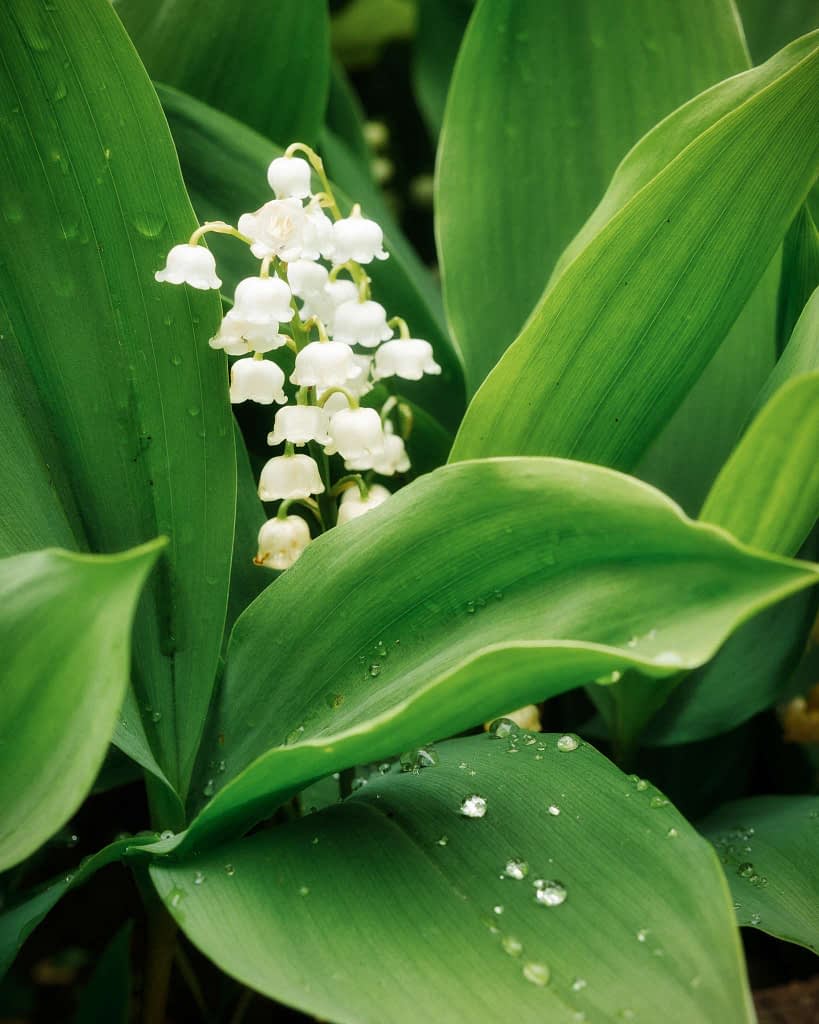 Close-up of a lily-of-the-valley plant, featuring delicate white bell-shaped flowers clustered on a stem amidst large, lush green leaves. Water droplets are visible on the leaves, enhancing the fresh, natural appearance of the scene.