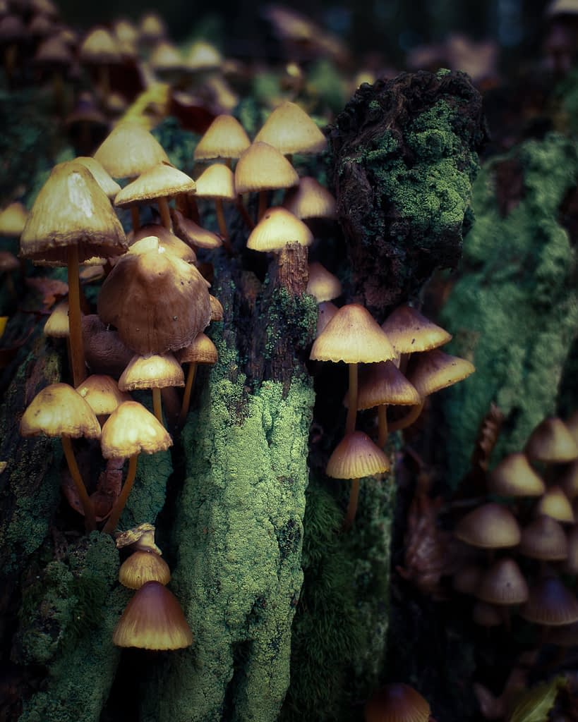 A cluster of small, brown mushrooms grows densely on a dark, mossy tree stump, reminiscent of ancient woodland. Their conical caps reveal gills underneath, and the vibrant green moss contrasts with the rich brown hues, creating a natural woodland scene.