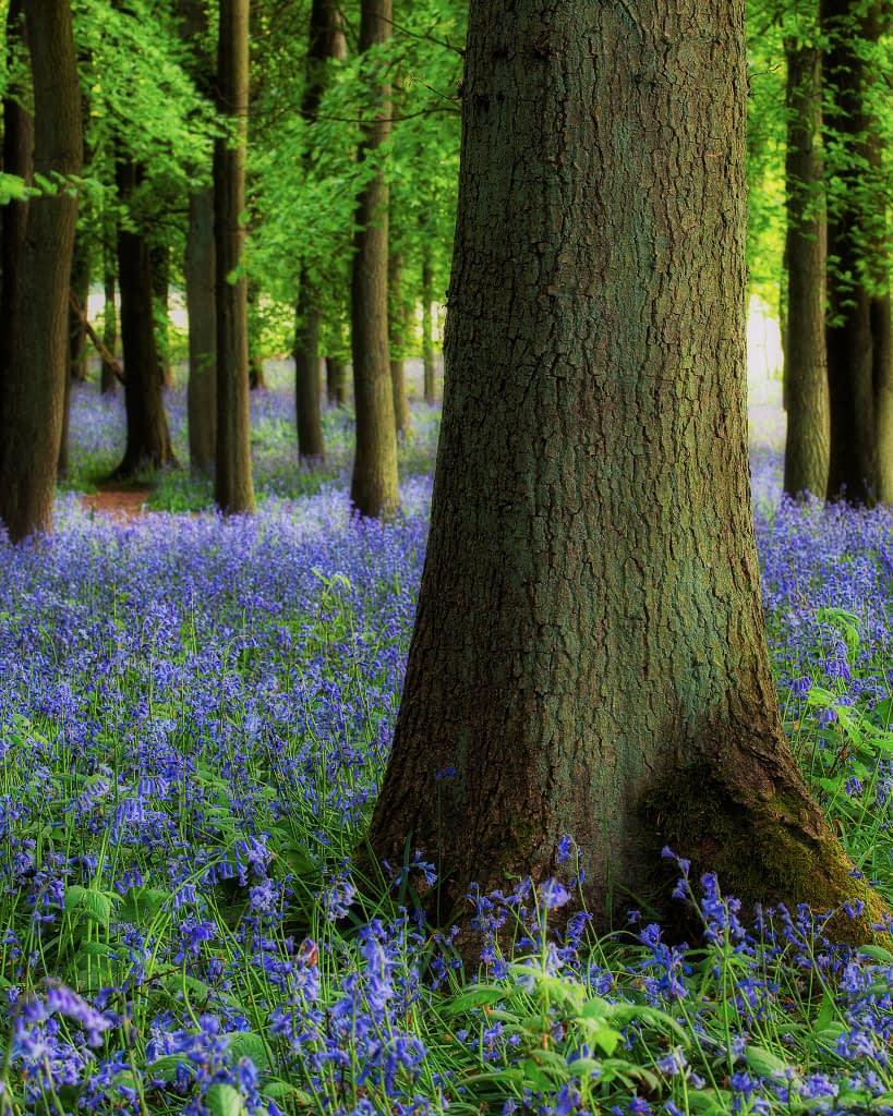 Single oak trunk with bluebells around its base and soft woodland behind at Ashridge Estate