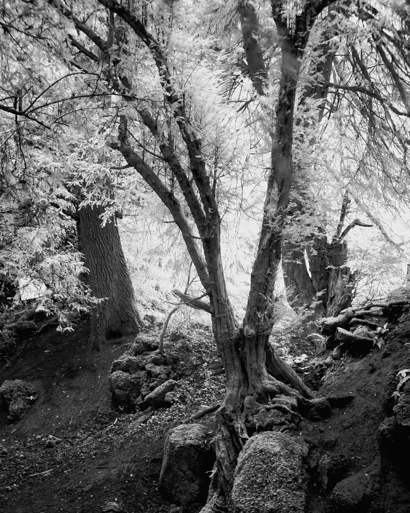 A black-and-white image of a forest scene showcasing an unusual, gnarled tree with a thick trunk and numerous branches. The forest floor is uneven, scattered with rocks and dark soil. Sunlight filters through the dense canopy of leaves, creating a serene and mystical atmosphere.