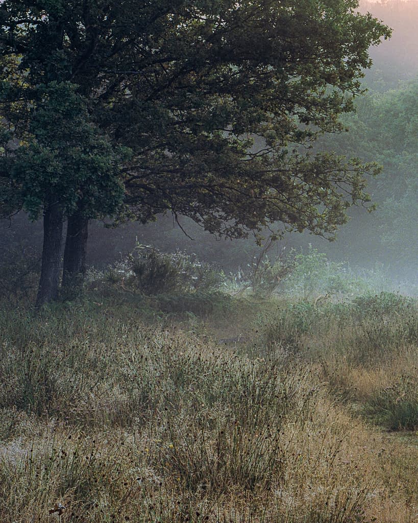 A misty forest clearing at dawn, with tall grasses and wildflowers in the foreground, large leafy trees on either side, and a softly pink-orange sky beyond—demonstrating how to simplify busy woodland scenes to create a serene, tranquil atmosphere.