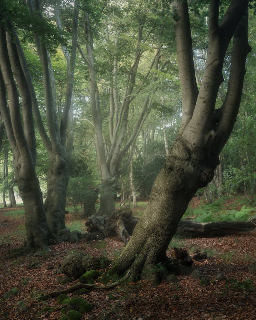 Tilting beech tree surrounded by vertical trunks in a misty green woodland with soft morning light