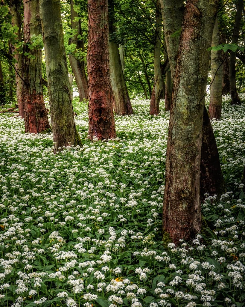 A tranquil forest scene with tall trees and a lush carpet of white wild garlic flowers covering the forest floor. Sunlight filters through the green leaves, creating a dappled light effect. The tree trunks have textured, earthy bark, adding depth to the verdant setting.