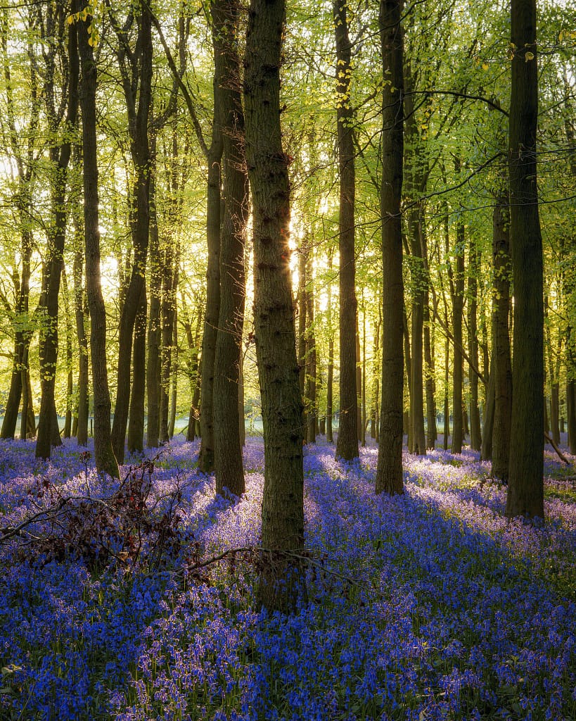 A serene forest scene captures the essence of woodland photography, with tall beech trees and a carpet of blooming English bluebells covering the forest floor. The early morning sunlight filters through fresh green leaves, casting dappled light on vibrant wildflowers, creating a peaceful and enchanting atmosphere.
