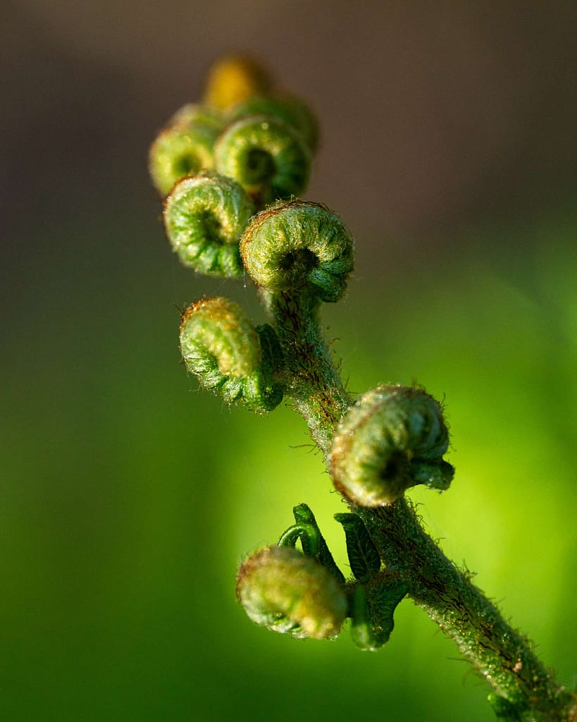 Close-up of a fern frond with tightly curled, fuzzy green fiddleheads along a central stem. The background is a soft, blurred green, creating a natural and serene atmosphere. The light accentuates the textures of the fiddleheads and tiny hairs on the stem.