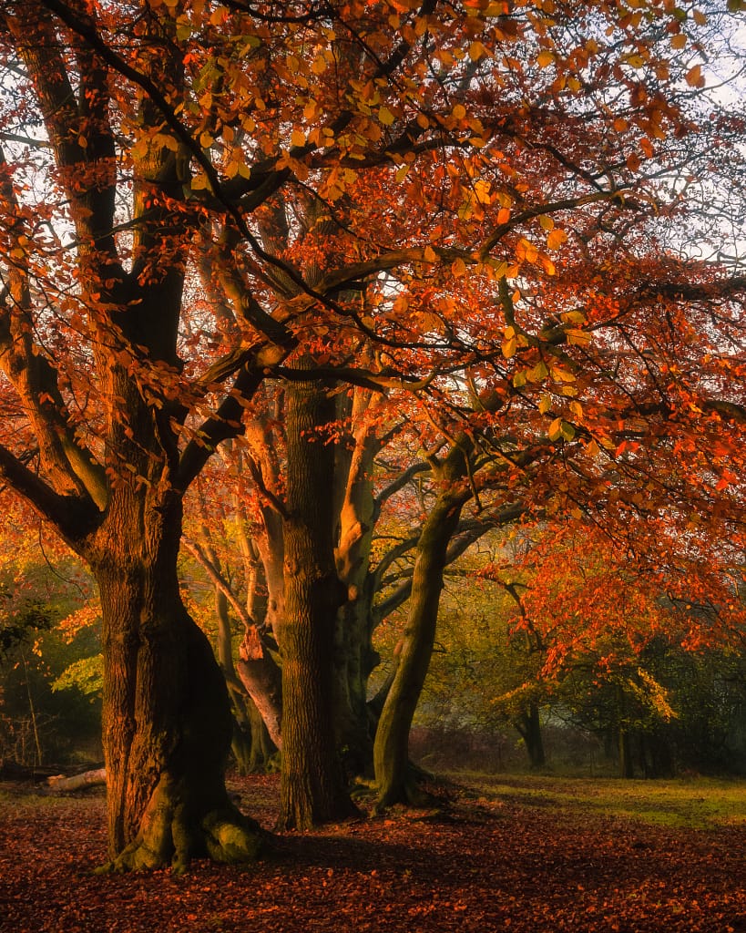A serene autumn forest scene with golden sunlight filtering through the vibrant orange and red leaves of tall trees. The ground is covered with fallen leaves, and soft light casts warm tones, creating a tranquil and picturesque atmosphere. The background has a misty, greenish hue.
