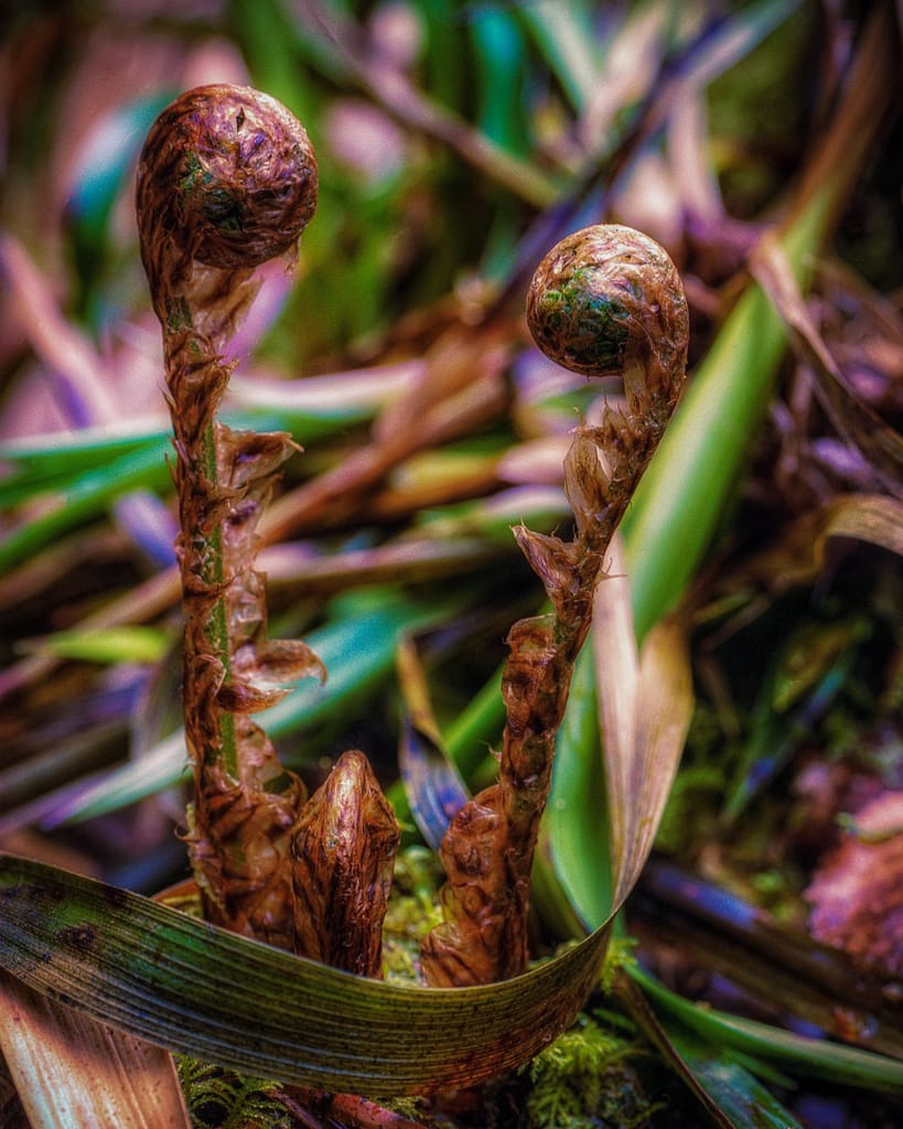 Close-up of two spiralled fern fronds emerging from the forest floor, surrounded by green leaves and moss. The fronds are brown with a textured surface, set against a blurred background of foliage, evoking a natural, forested environment.