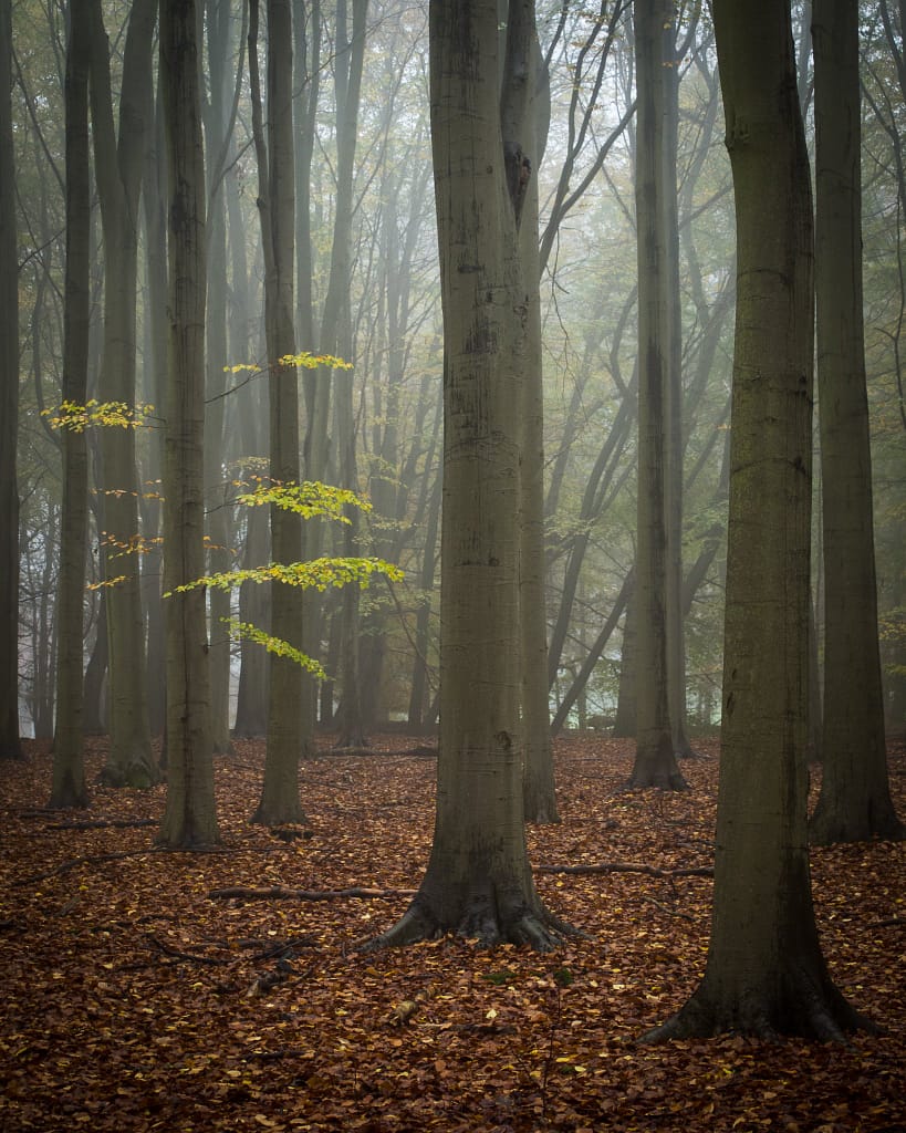 Autumn leaves hanging on in the fog