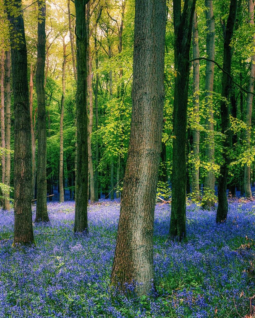 A tranquil forest scene with tall trees and a lush carpet of vibrant bluebells blanketing the forest floor. The sunlight filters through the green canopy, casting a warm glow and creating dappled shadows. The composition evokes a peaceful, natural atmosphere.