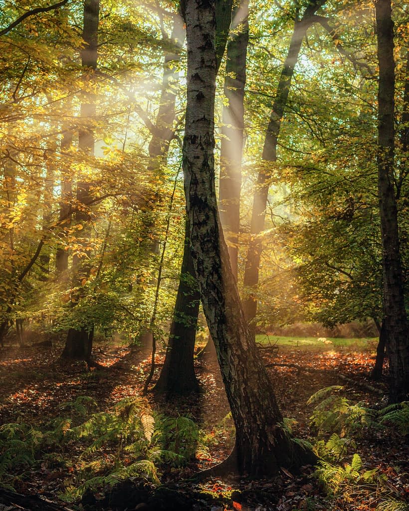 Sunlight streams through tall, leafy trees in a dense forest, creating shafts of light that illuminate the green undergrowth and ferns. The forest floor is dappled with sunlight and shade, lending the scene a peaceful, enchanting atmosphere.